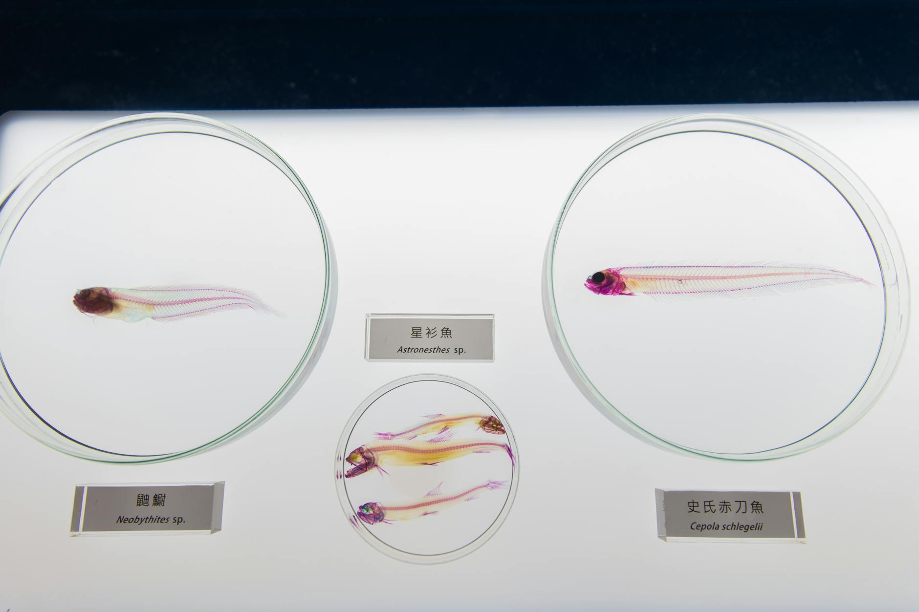 SP ZOZ Węgrów: inwestycje na rozdrożu – co dalej?