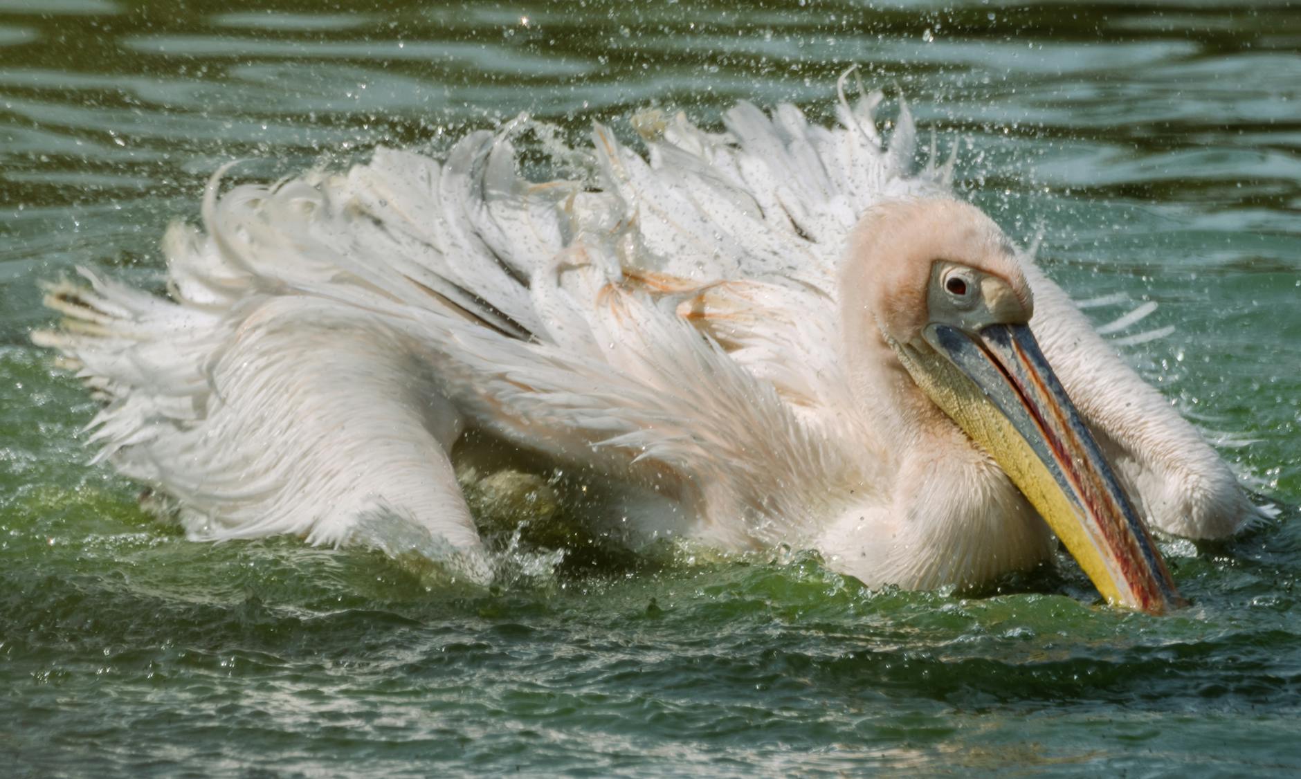 Grafika symbolizująca sport i współpracę w ramach programu wsparcia dla Węgrowa od Związku Piłki Ręcznej